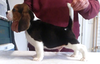 Martina Boy 1 Side 8 Weeks